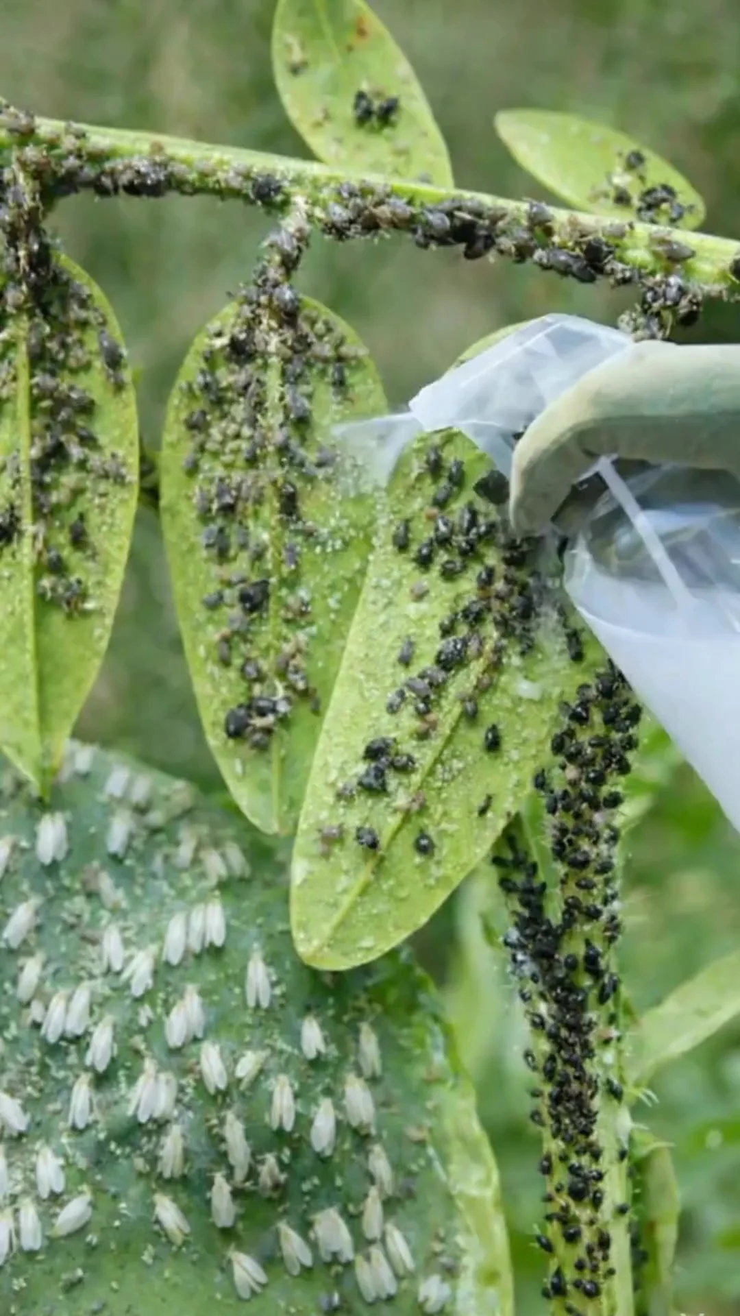 Natural aphid control methods for healthy plants and seedlings.