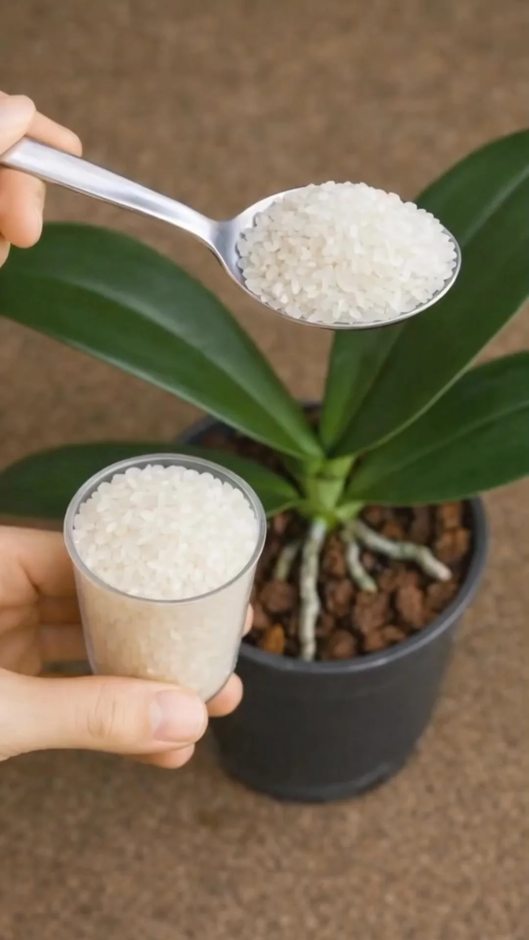 Boost orchid roots naturally using a simple rice trick.