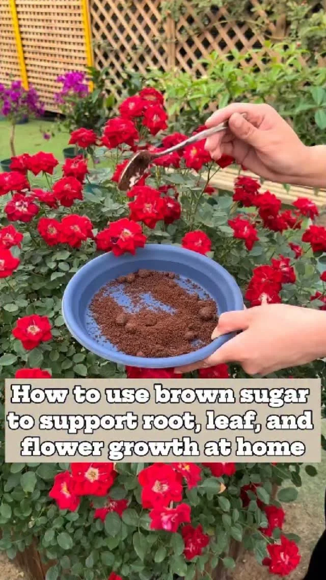 Brown sugar as a natural booster for plant growth and home gardening.