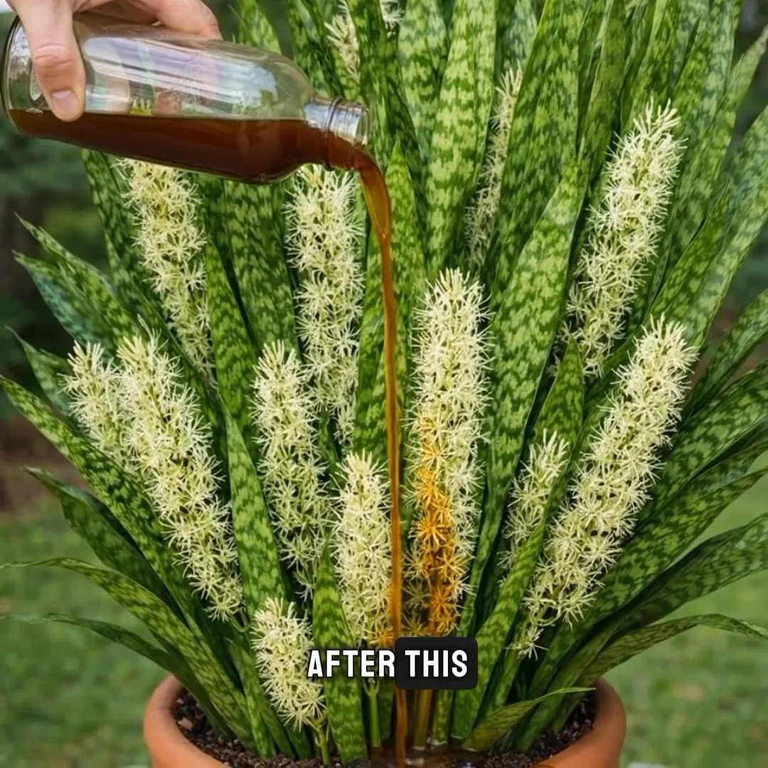 Snake plant flowering triggered by household liquid solution