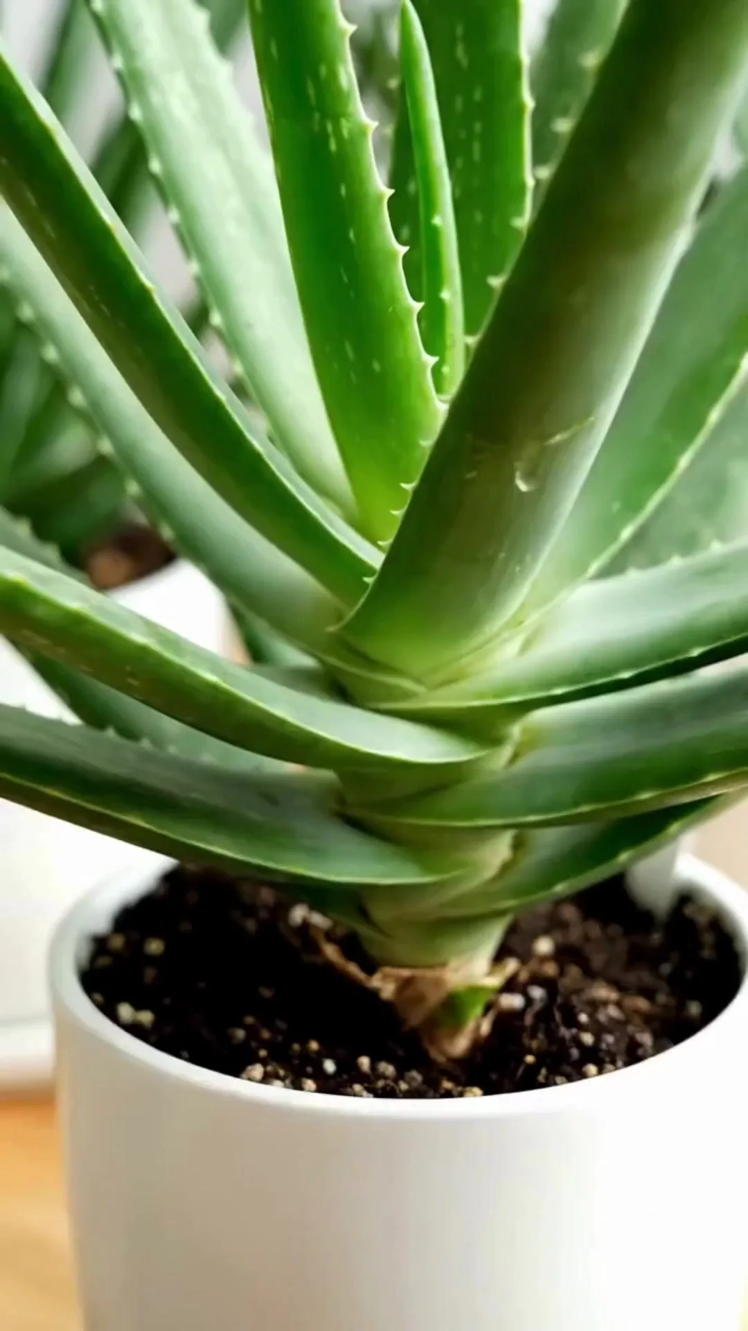 Healthy Aloe Vera plant showcasing proper care techniques.