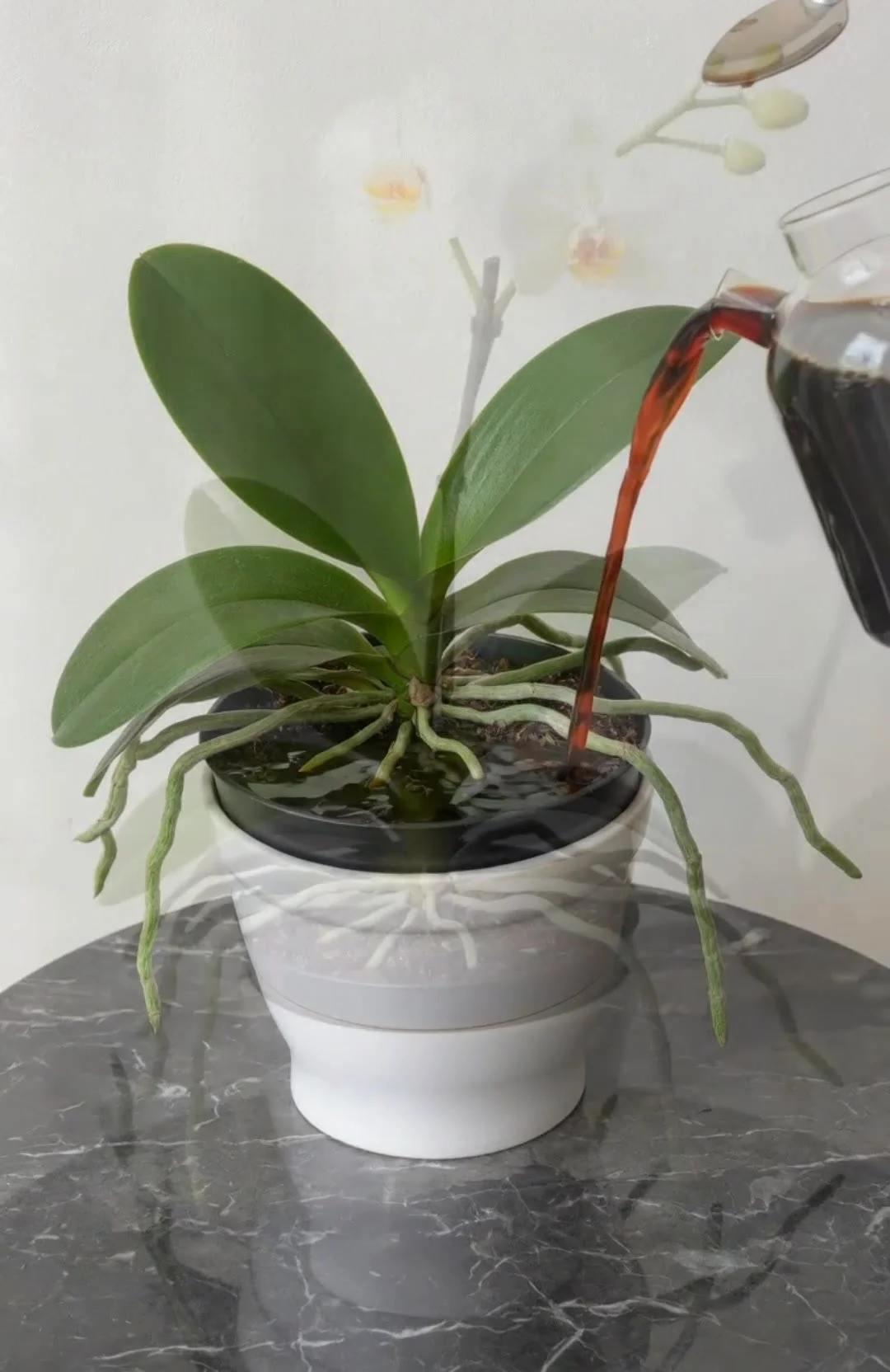Dark Root Tonic for Orchids promoting effective root care and stronger roots.