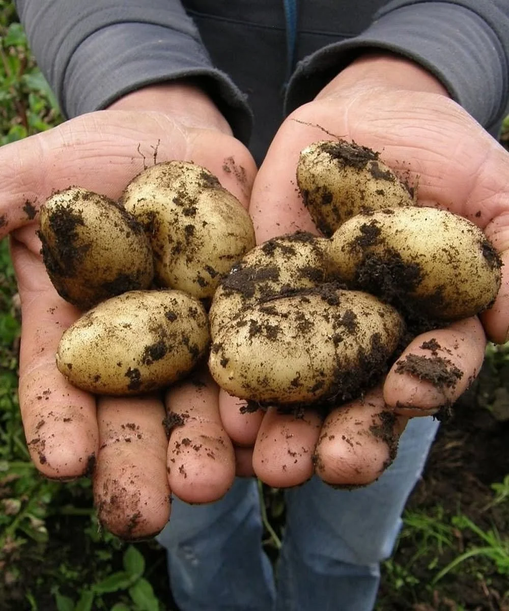 Healthy nutrient-rich potatoes served as a nutritious meal option.