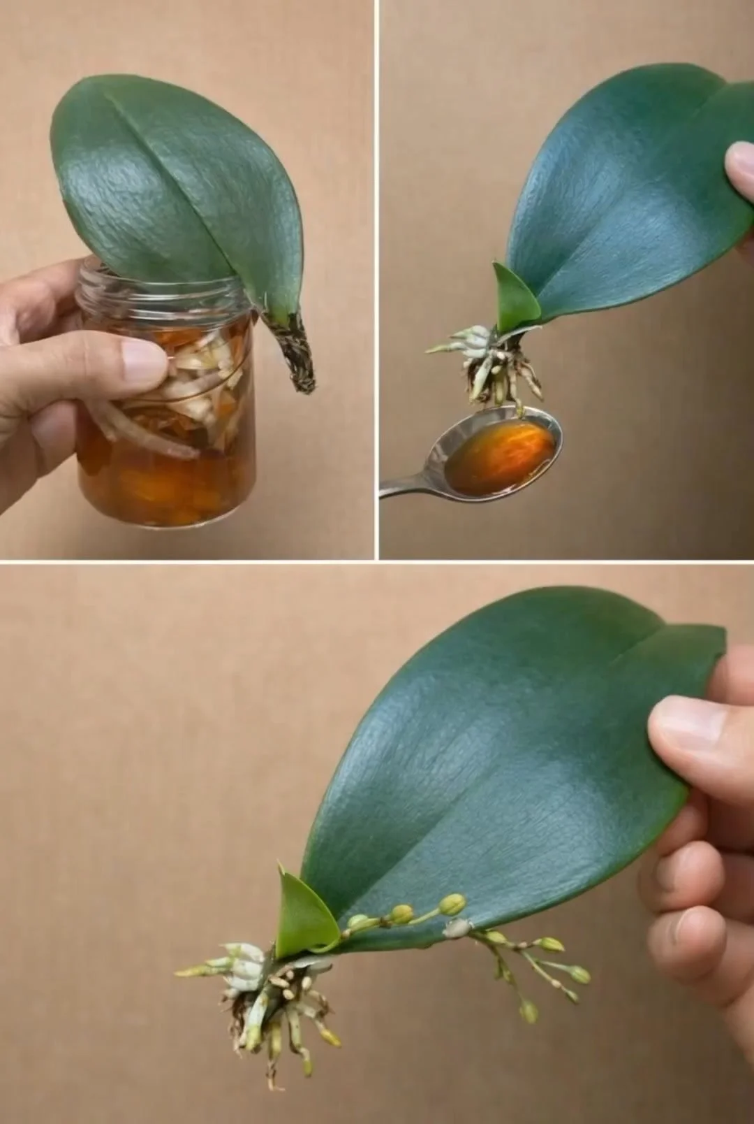 Liquid method to strengthen orchid roots for healthier plants