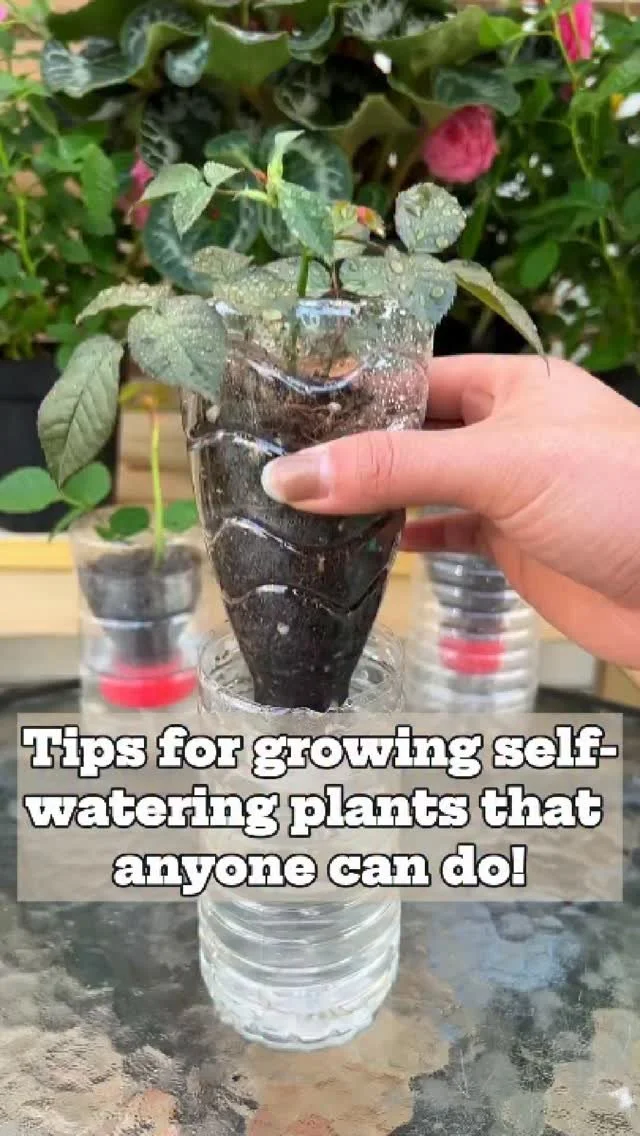 A collection of self-watering plants in various pots, demonstrating easy plant care.