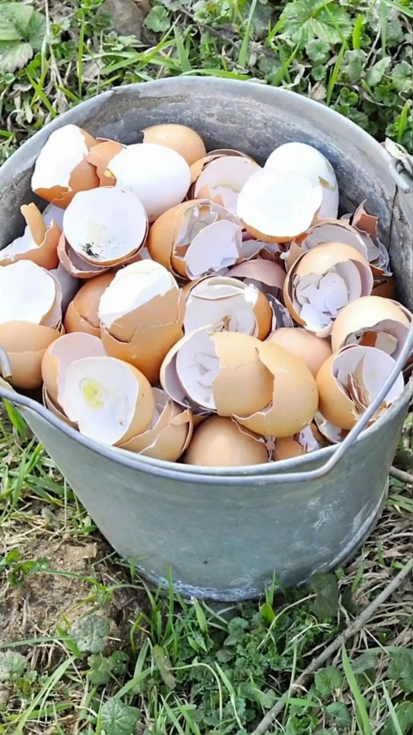 Using eggshells in the garden for eco-friendly gardening solutions.