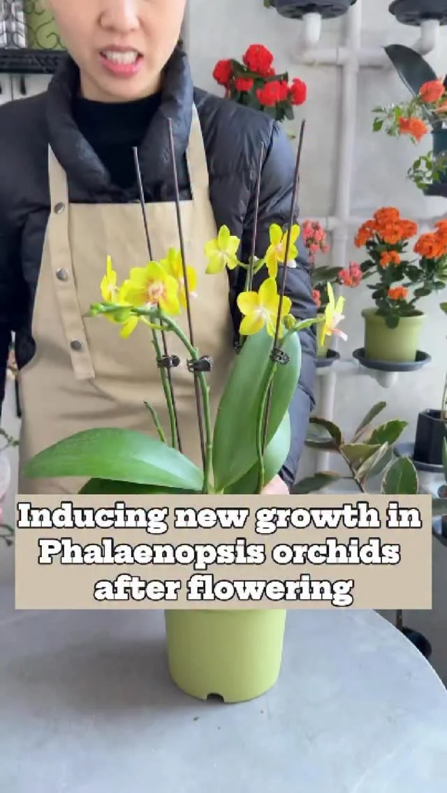 Orchid plant with new growth after blooming, showcasing healthy cultivation techniques.