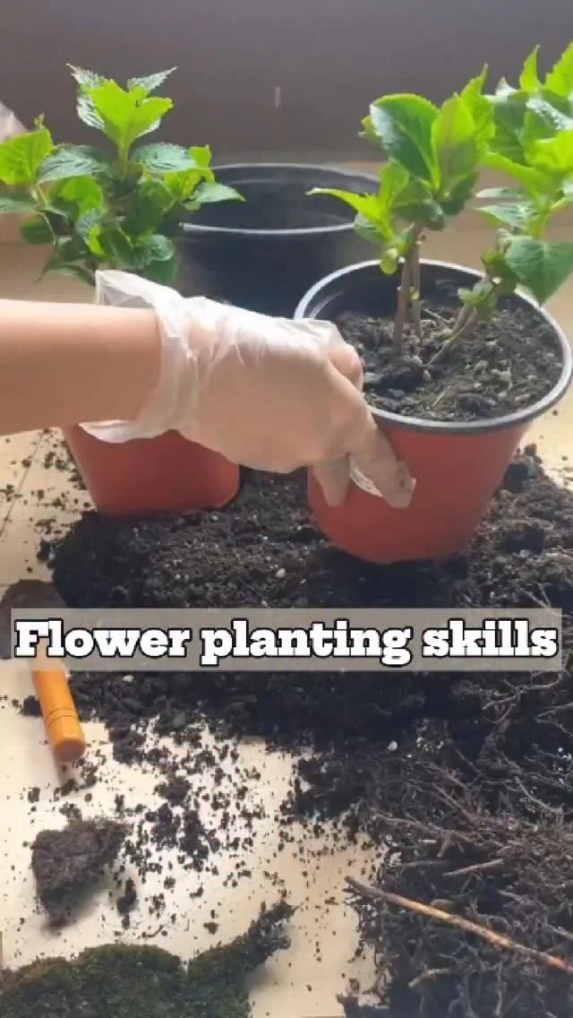 Gardener planting colorful flowers in a healthy garden bed