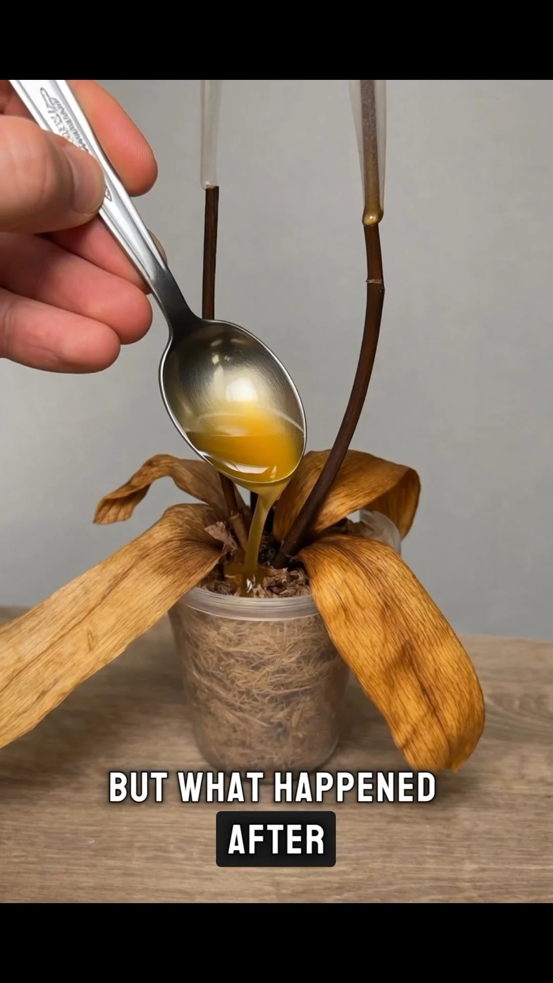 Image of stressed roots being revitalized for healthier plant growth