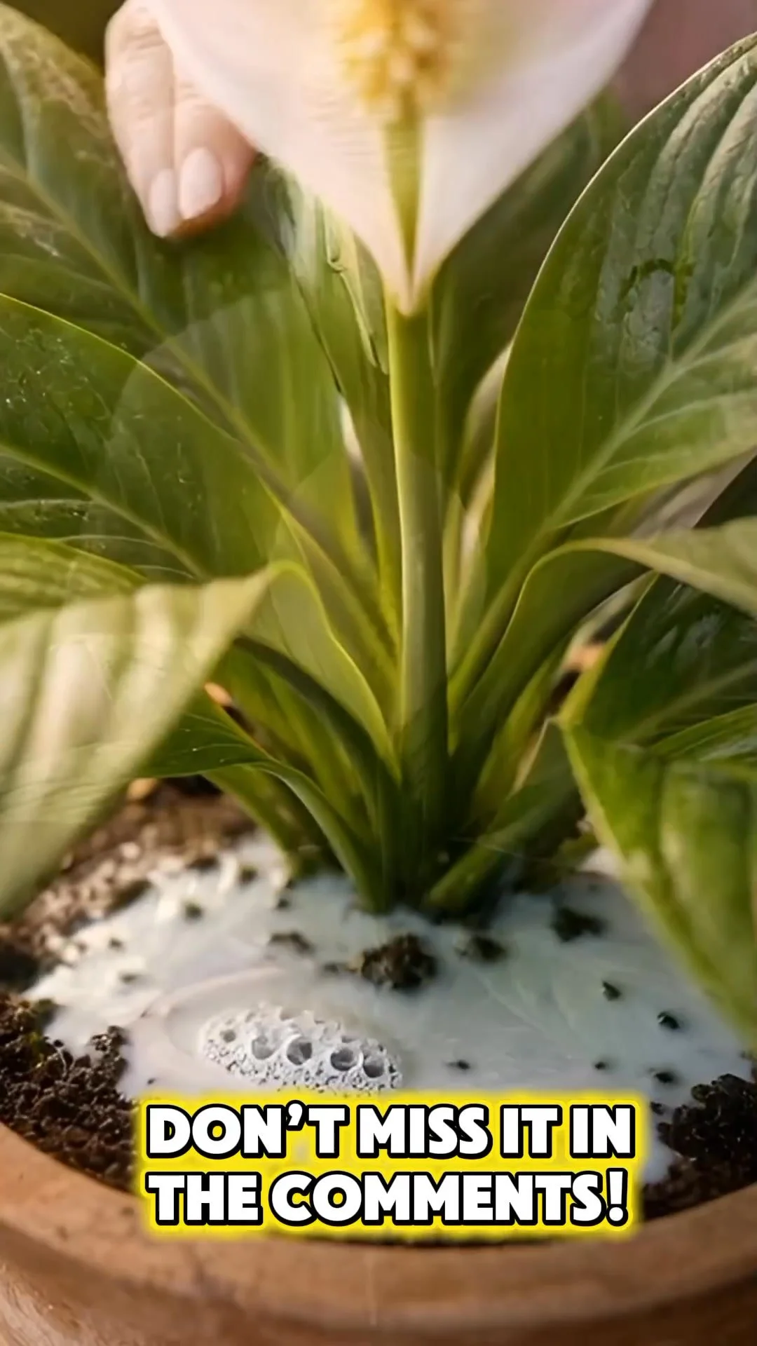 Vibrant peace lily colors enhanced with a gentle liquid trick.