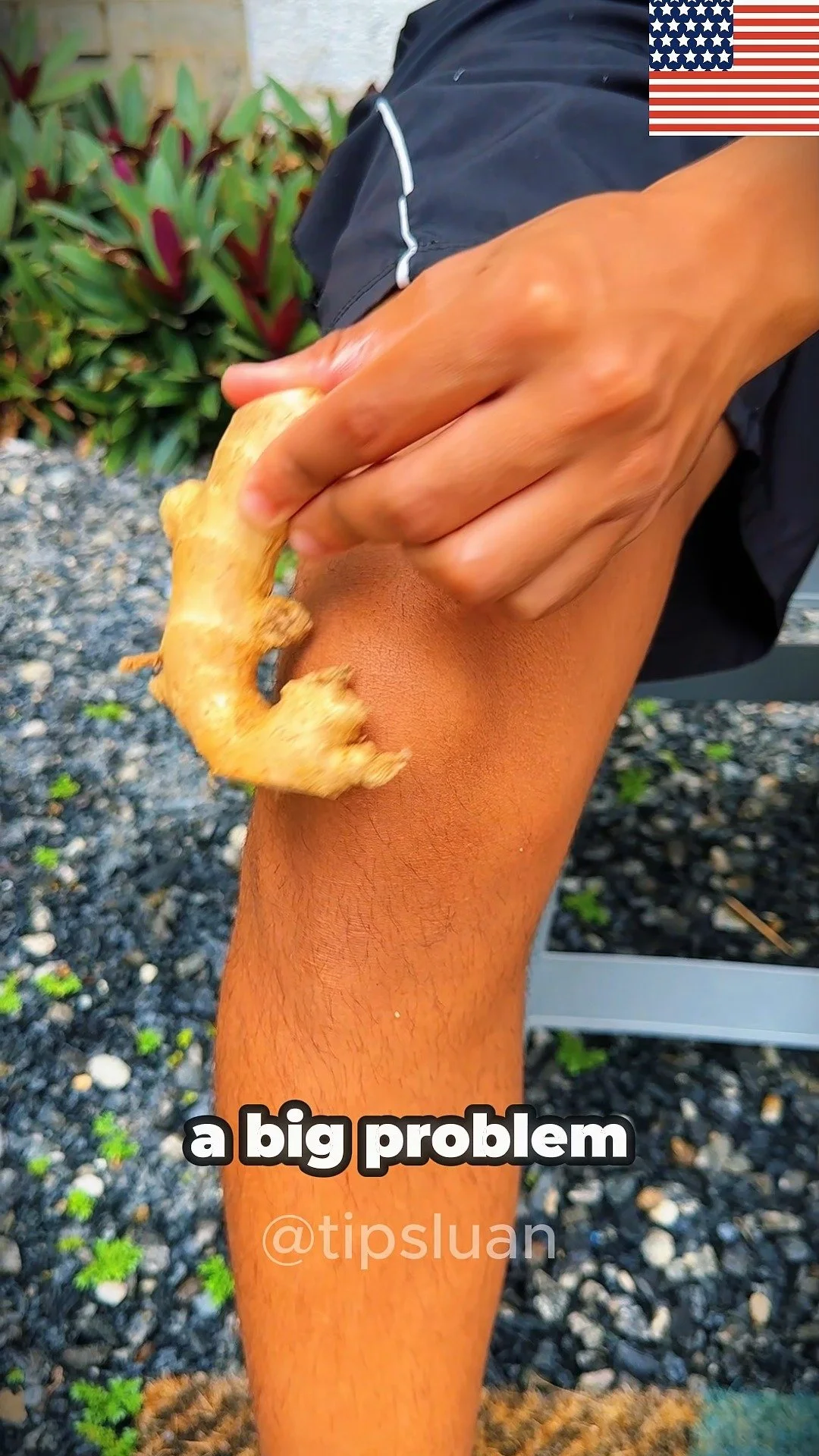 Ginger applied to the knee for pain relief and health benefits