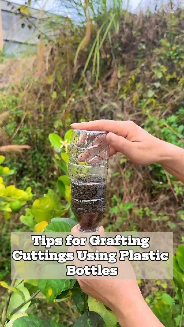 Grafting cuttings technique using plastic bottles in gardening.