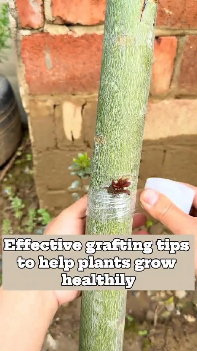 Grafting tips for promoting healthy plant growth and gardening success.