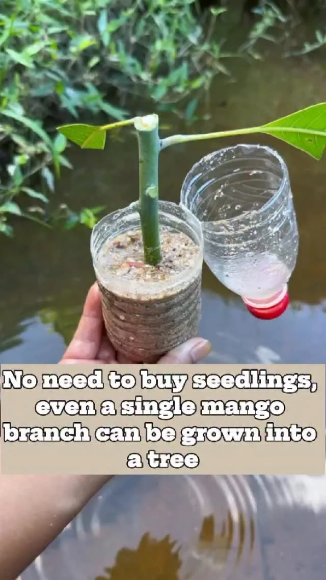 Mango tree growing from a single branch in a garden.