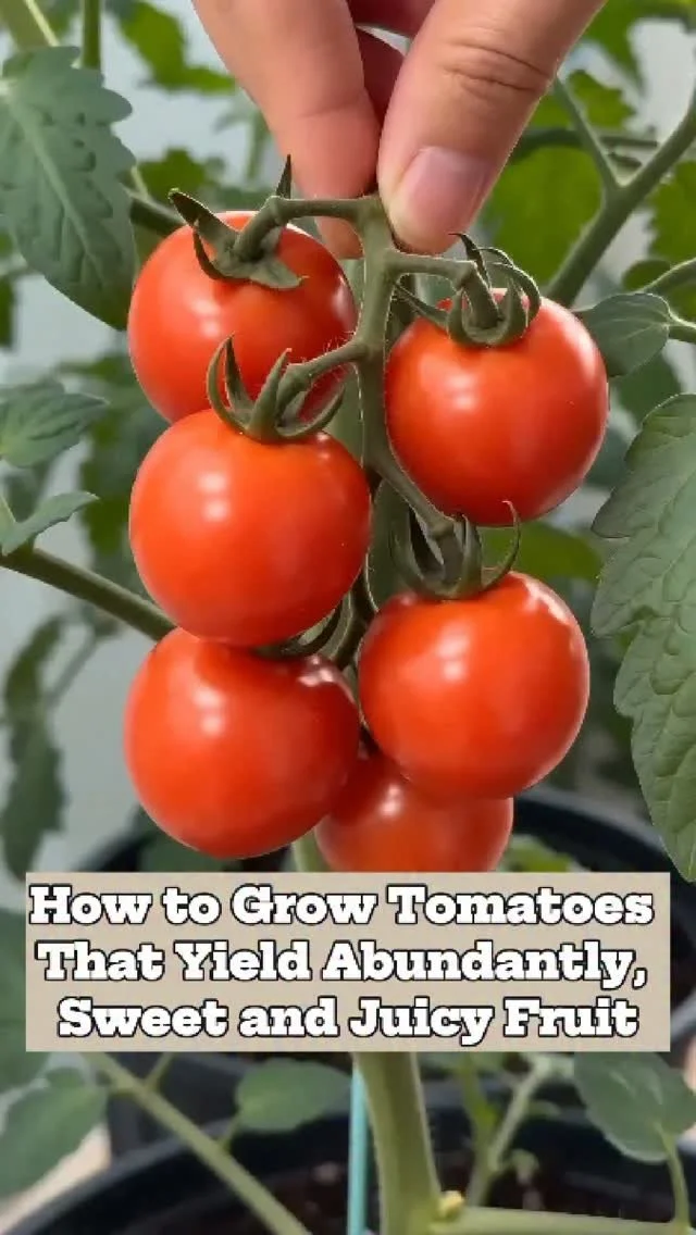 Fresh, juicy tomatoes ready for harvest in a home garden