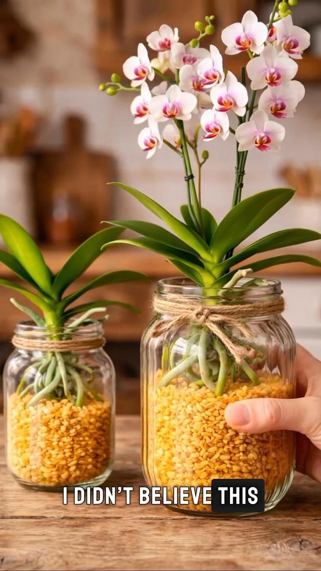 Grow stronger orchids using effective gardening techniques and tips