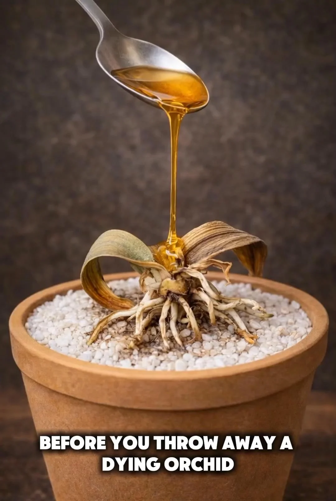 Orchid plant flourishing with guided tips for fast growth.