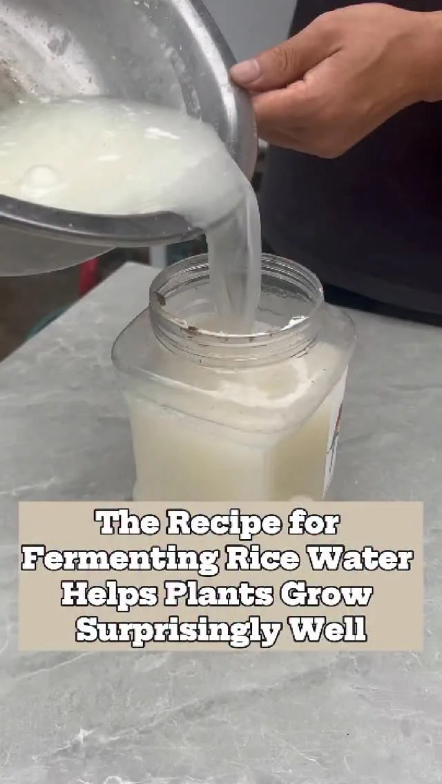 Fermenting rice water for improved plant growth