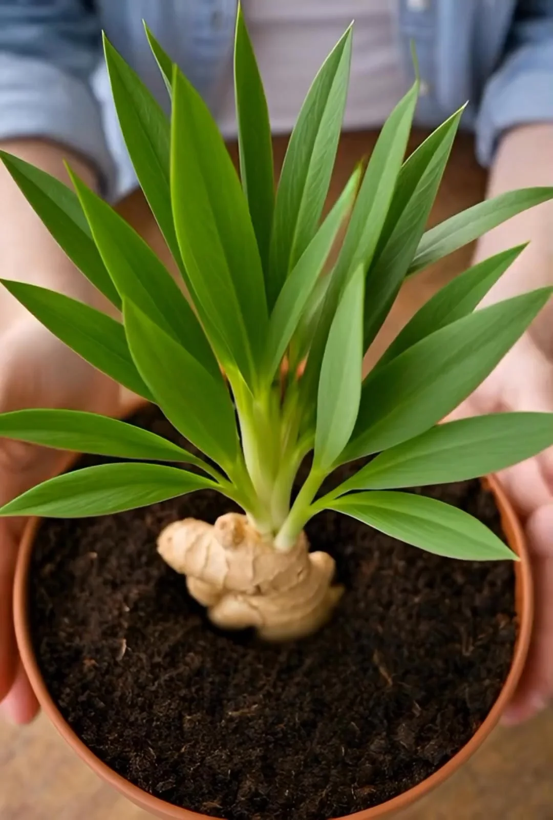 Ginger plant growing tips and techniques for home gardeners.