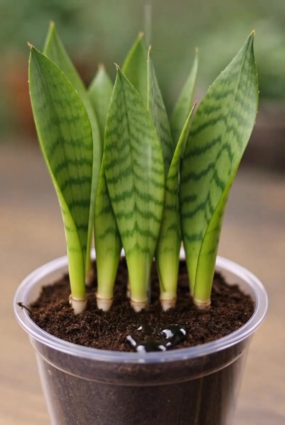 A healthy snake plant growing in water, showcasing tips for faster growth.