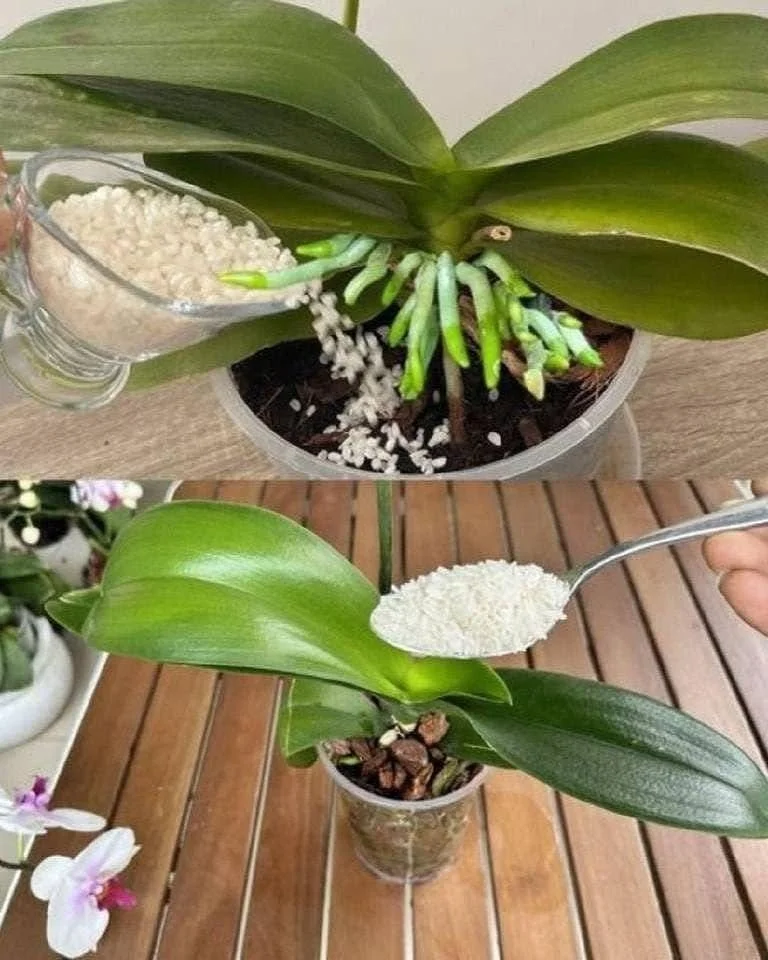 Orchids in pots showcasing vibrant blooms and healthy leaves for home decor.