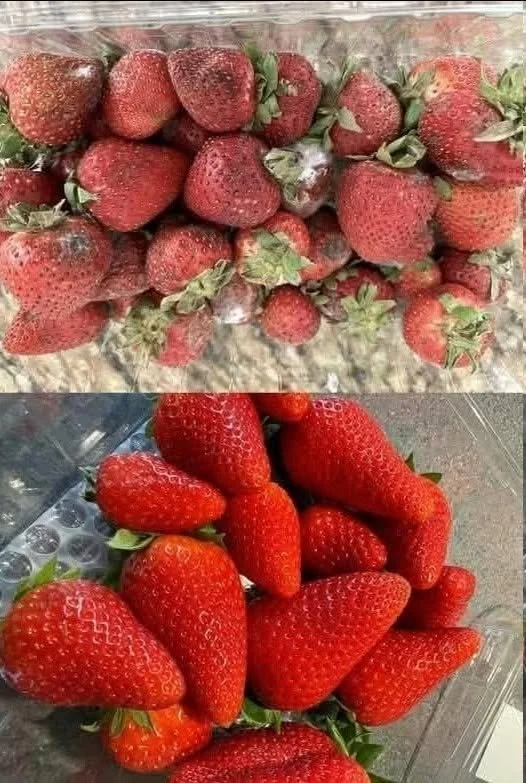 Tips for keeping strawberries fresh longer and preventing mold