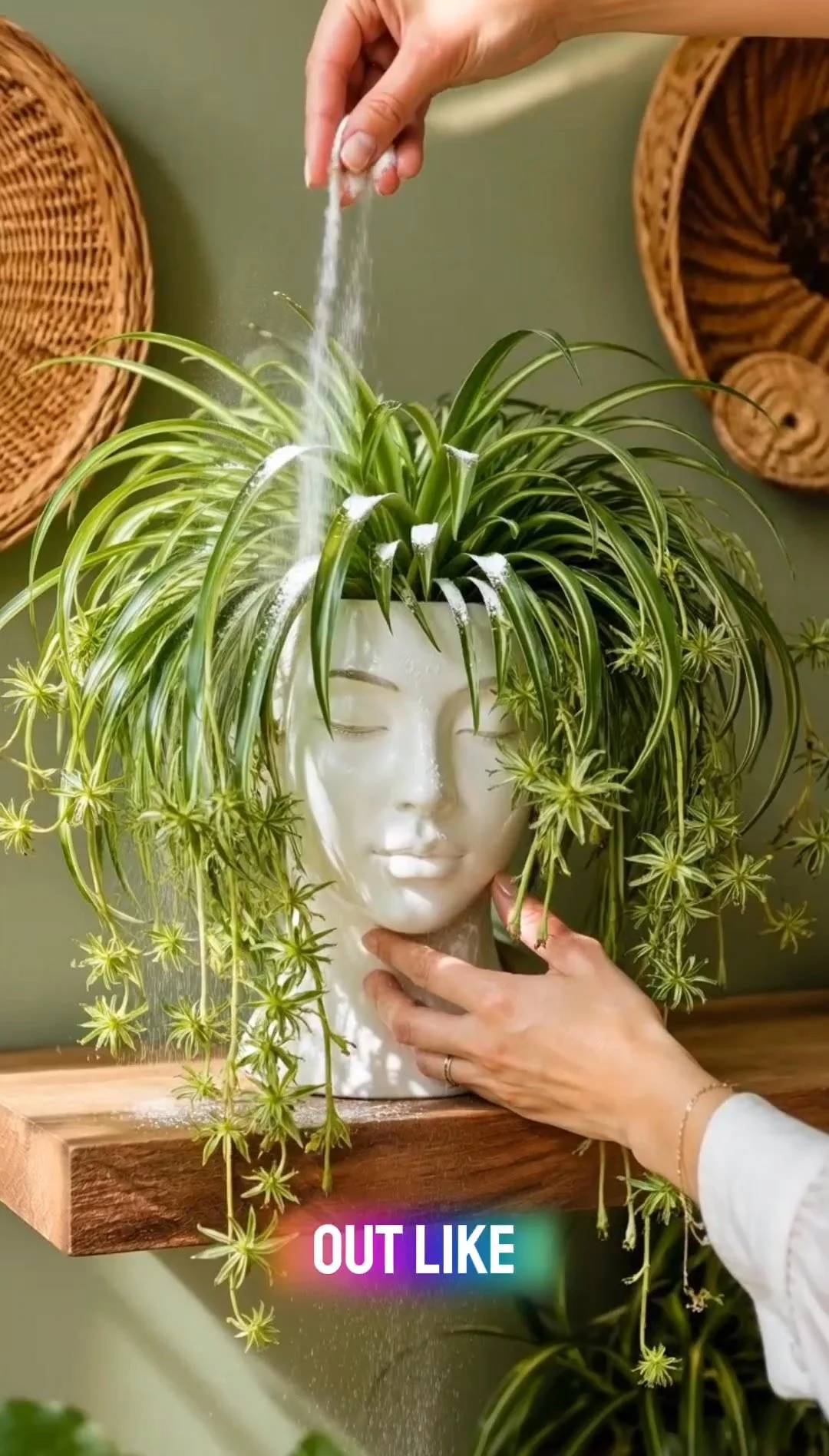 Healthy baby spider plants growing from a mother plant in a bright indoor setting.