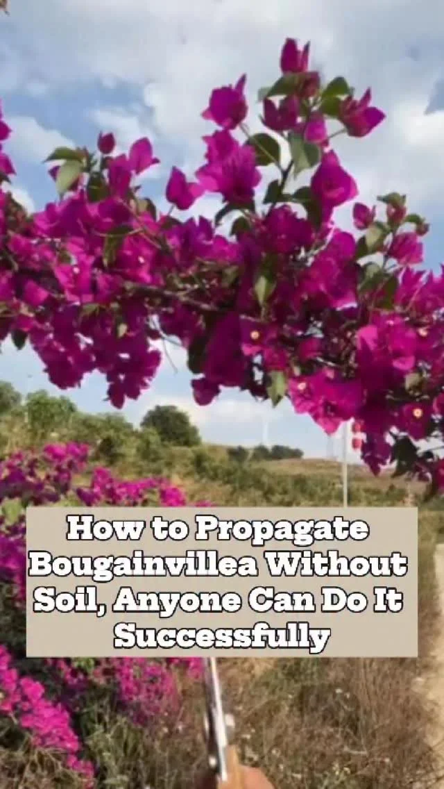 Steps to propagate bougainvillea without soil by using cuttings.