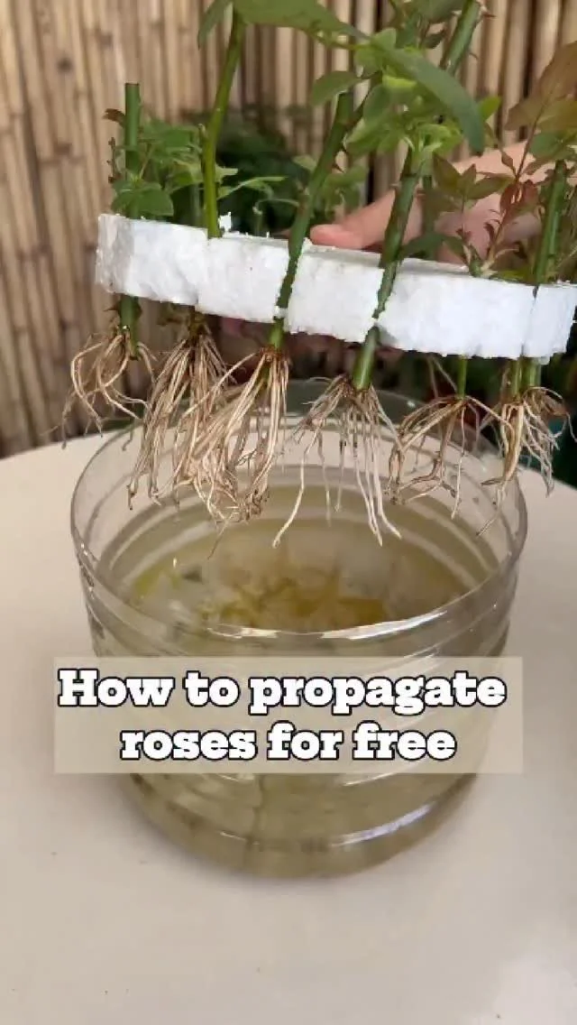 A gardener demonstrating how to propagate roses from cuttings.