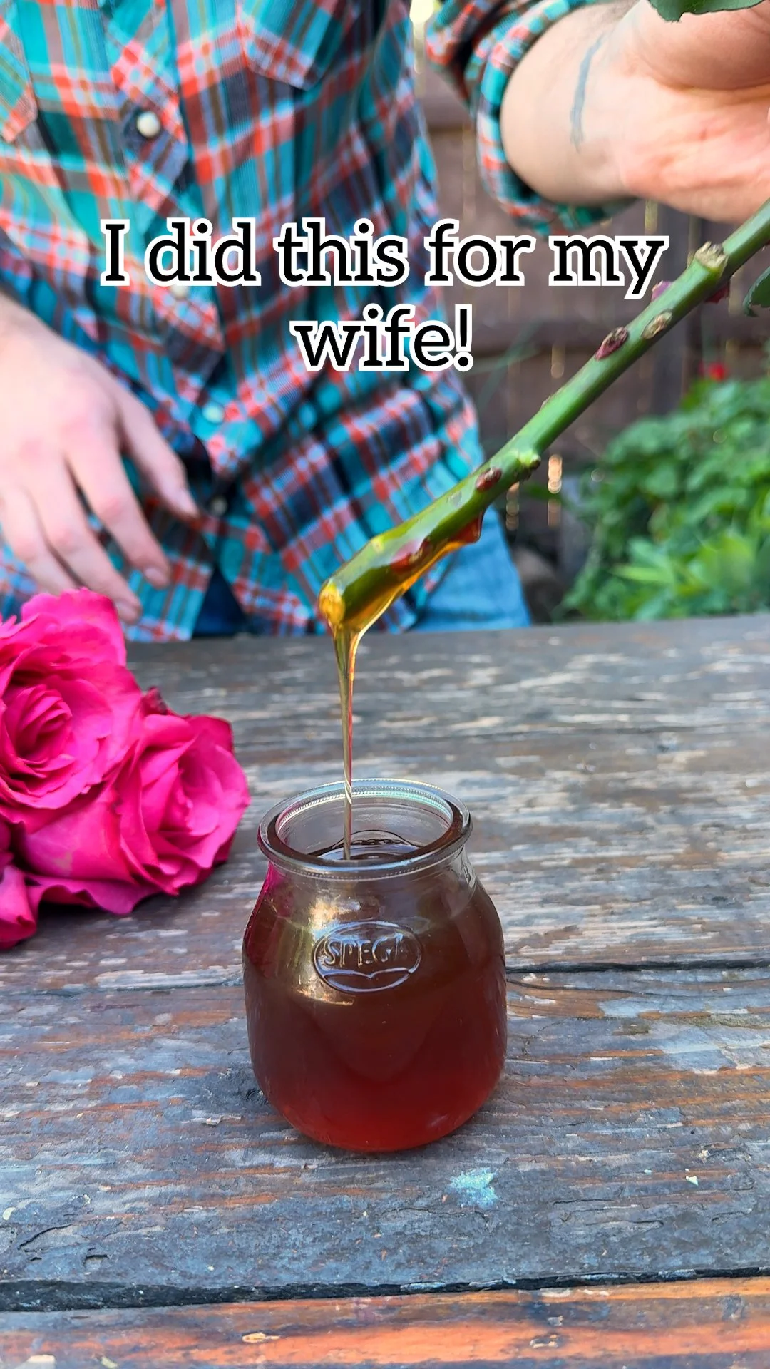 A guide on how to propagate store-bought roses successfully.