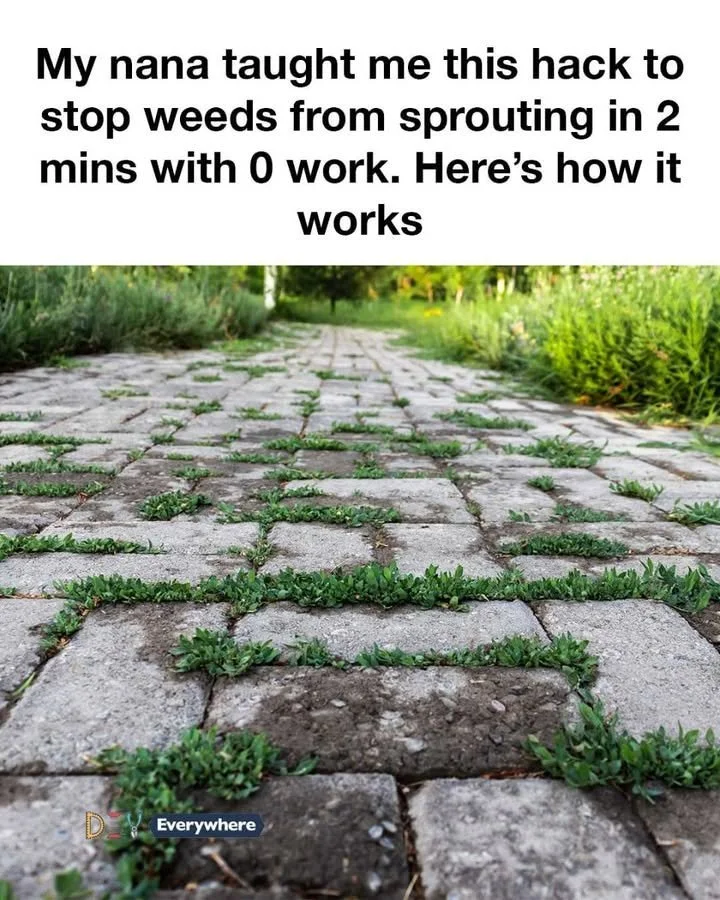 Easy methods to stop weeds from sprouting in the garden quickly