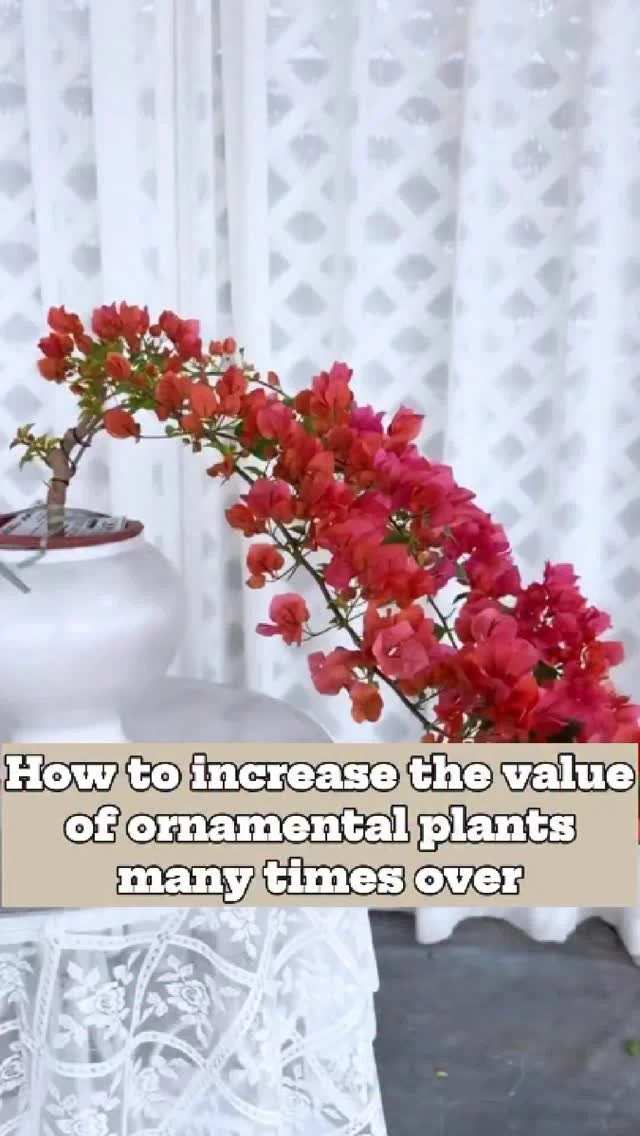 Variety of vibrant ornamental plants in a garden setting.