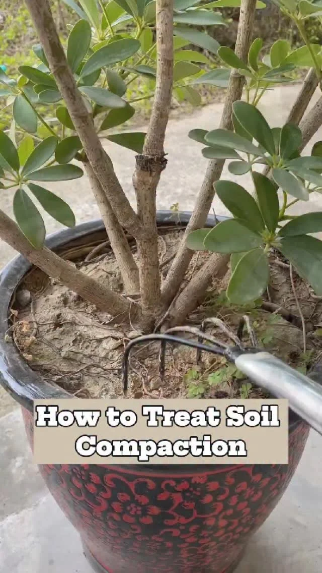 Garden landscape showing before and after effects of soil compaction treatment.