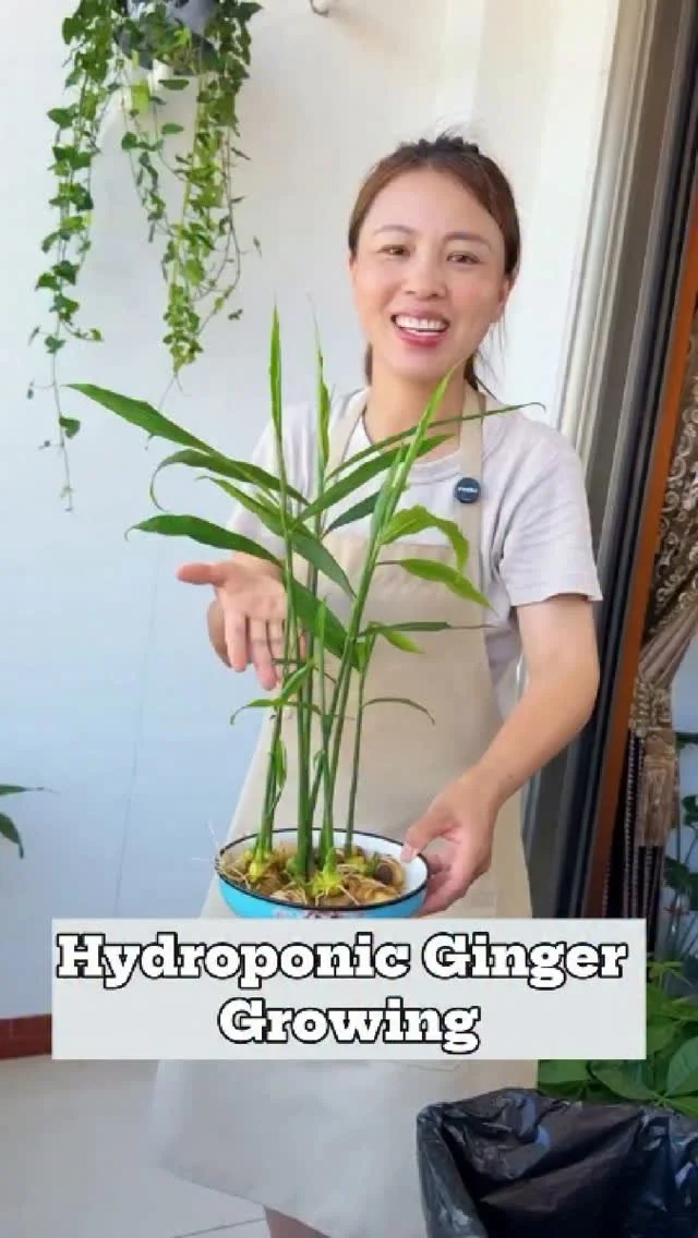 Hydroponic ginger plants growing in a modern indoor garden setup.