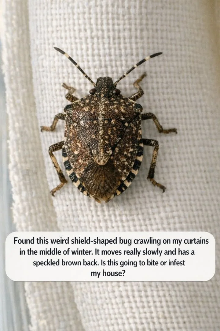 Close-up of a shield-shaped bug on a curtain in winter.