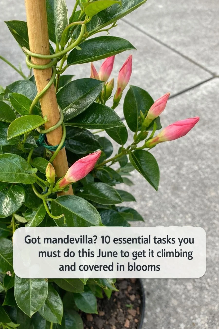 Mandevilla care guide with blooming plants in June.