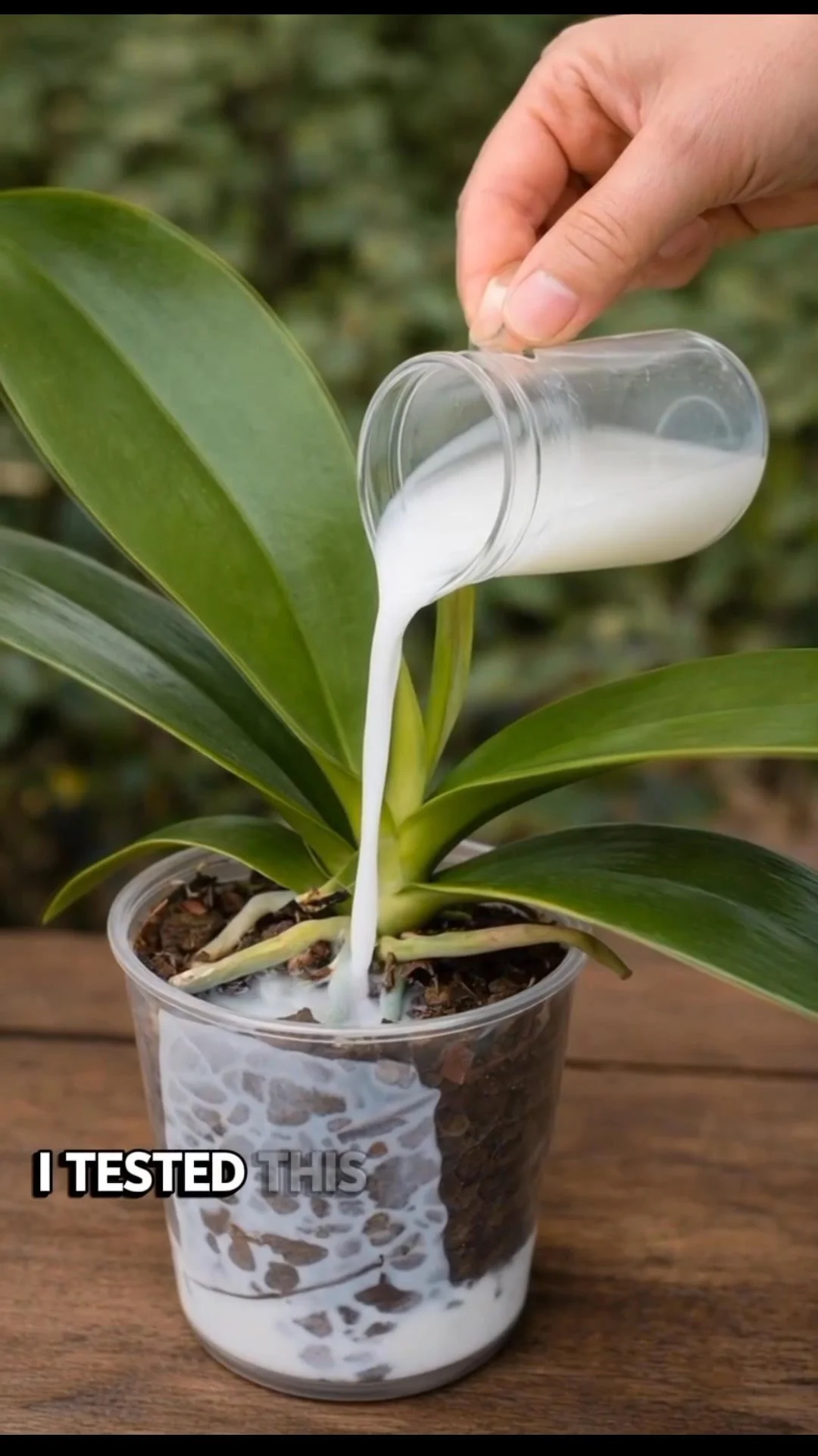 Orchid plant with strong roots nurtured by a milk trick for better growth