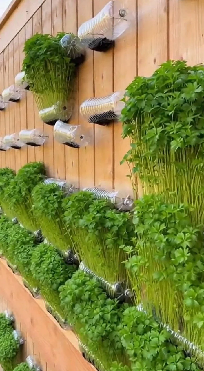 Plastic bottle herb garden for nonstop growth