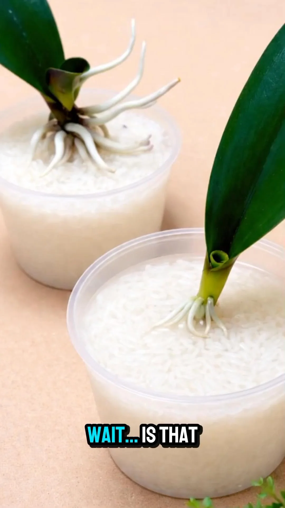 Common watering mistake for orchid care
