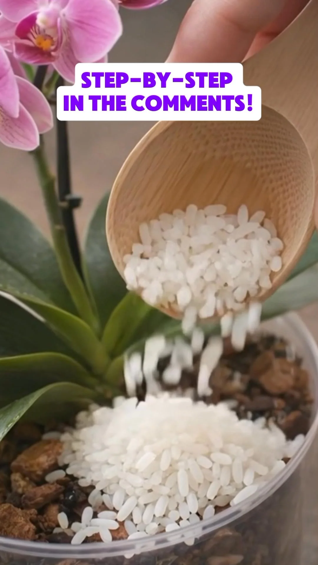 Healthy orchids benefiting from a rice trick for natural growth.