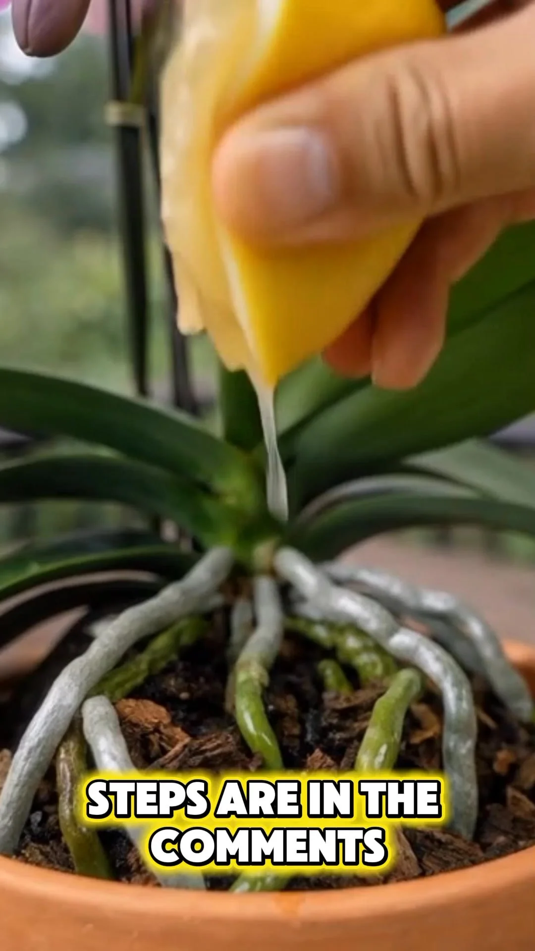 Lemon hack to help orchids bloom faster and healthier