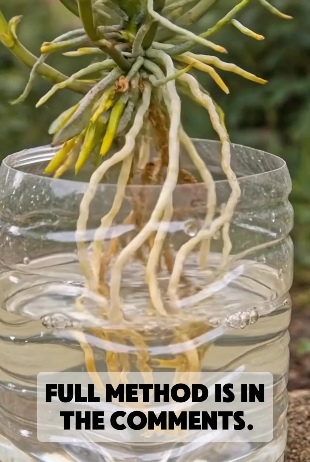 Massive orchid roots growing using the plastic bottle trick method.