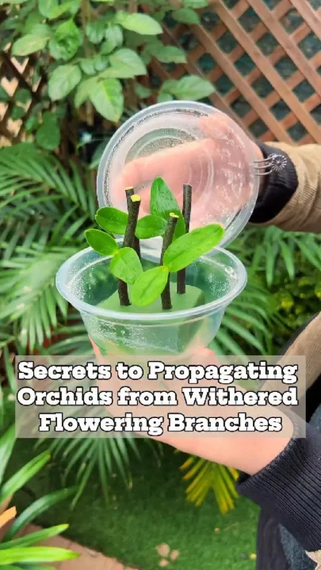 A step-by-step guide to propagating orchids from withered flowering branches