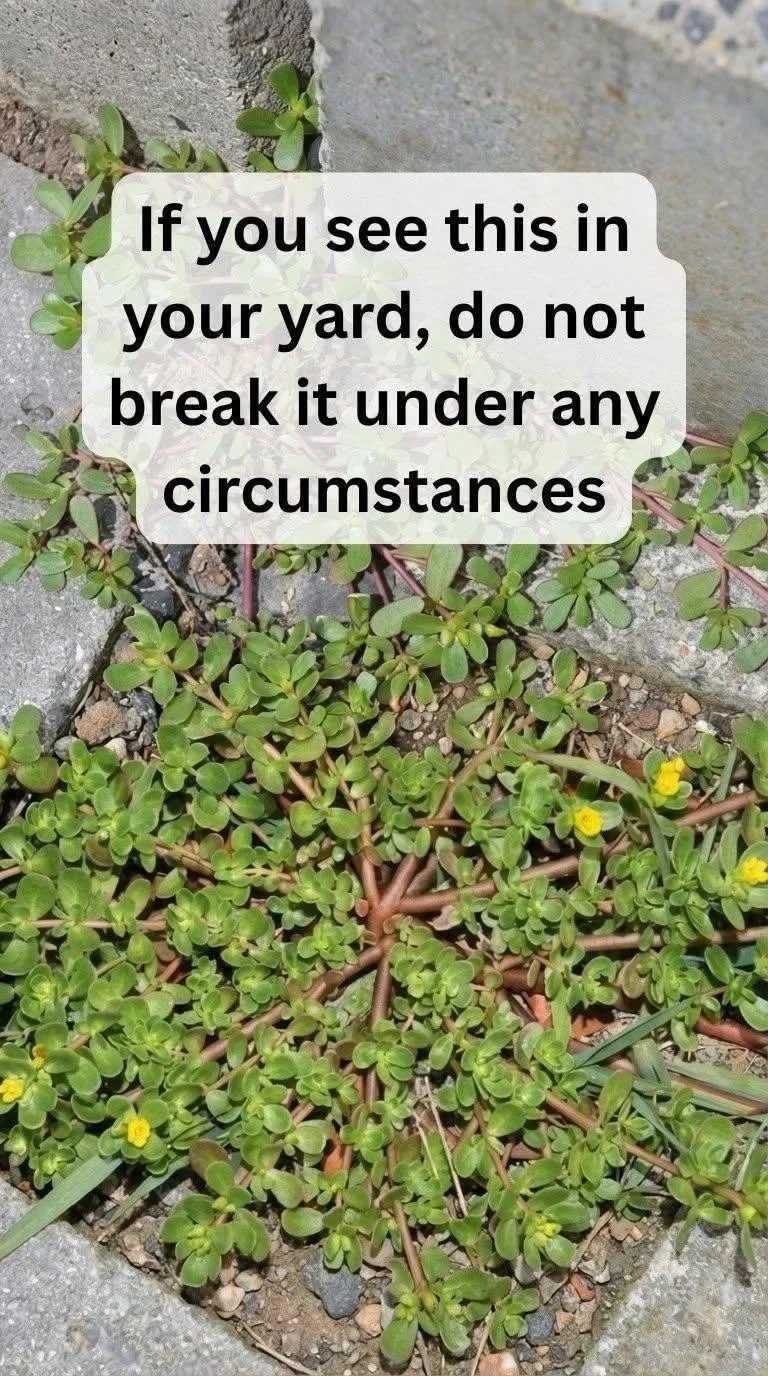 Purslane superfood growing in a garden