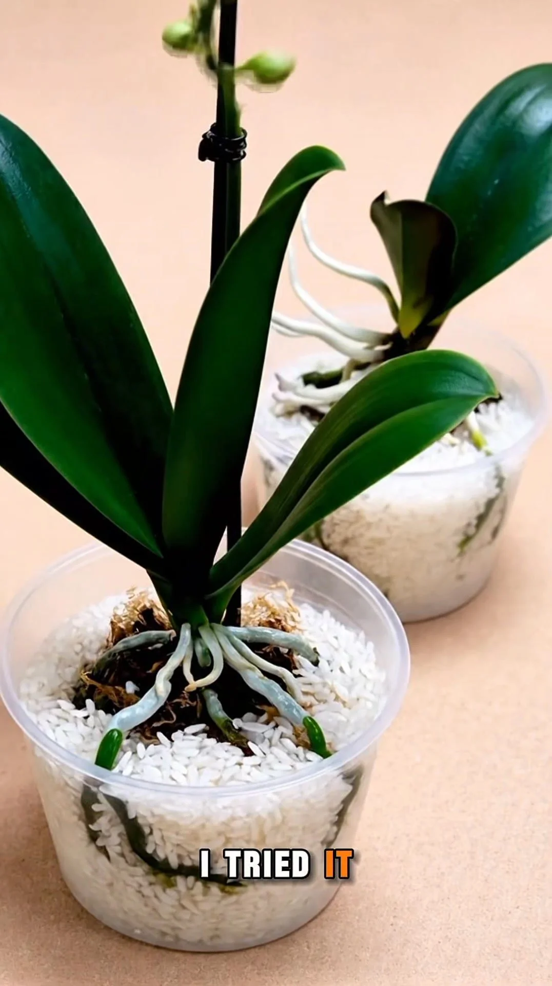 Rice as a natural nutrient source for thriving orchids