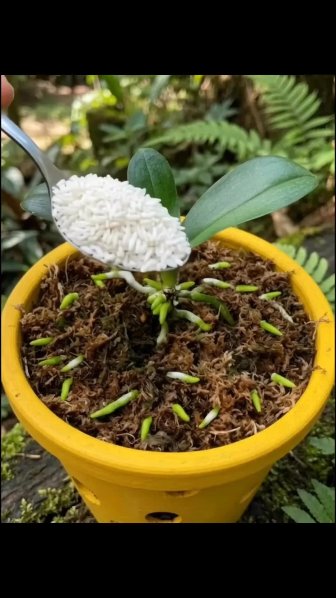 Orchid display using the Rice Method for optimal growth and blooming