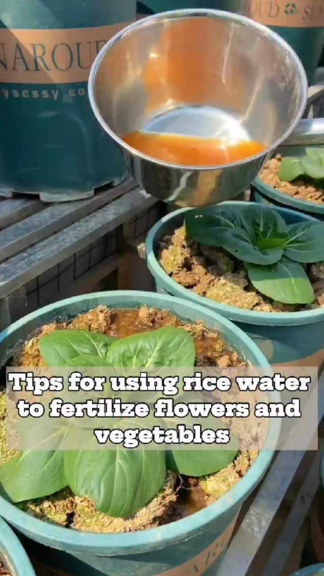 Rice water fertilizer for enhancing flower and vegetable growth