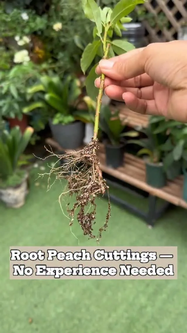 Rooting peach cuttings instructions for beginners