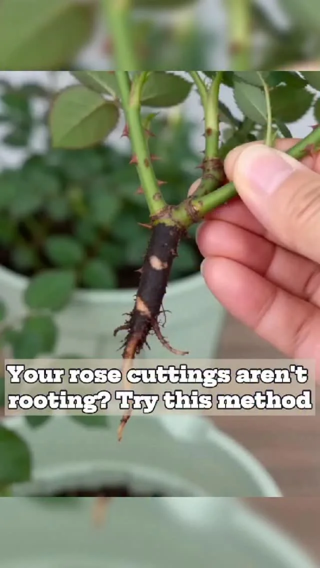 Healthy rose cuttings rooting successfully in soil