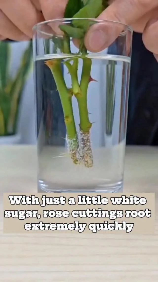 Healthy rose cuttings rooting in soil with white sugar enhancement technique.